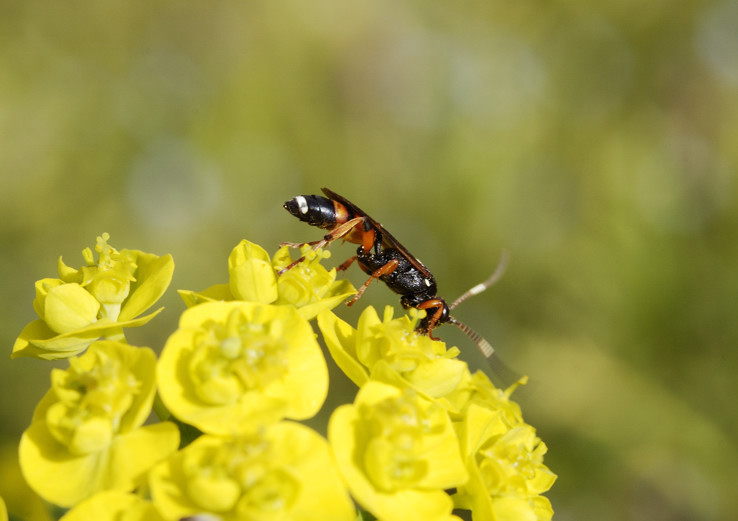 Ichneumon sarcitorius (Ichneumonidae), femmina