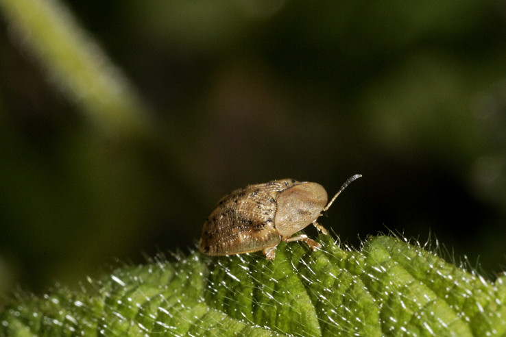 Cassida nebulosa. Confermate ??