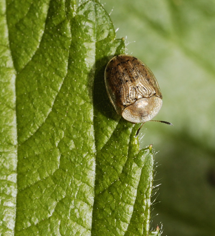 Cassida nebulosa. Confermate ??