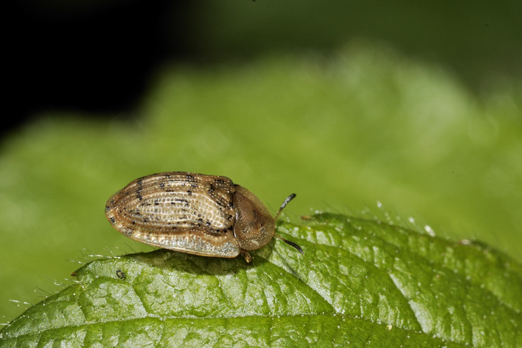 Cassida nebulosa. Confermate ??