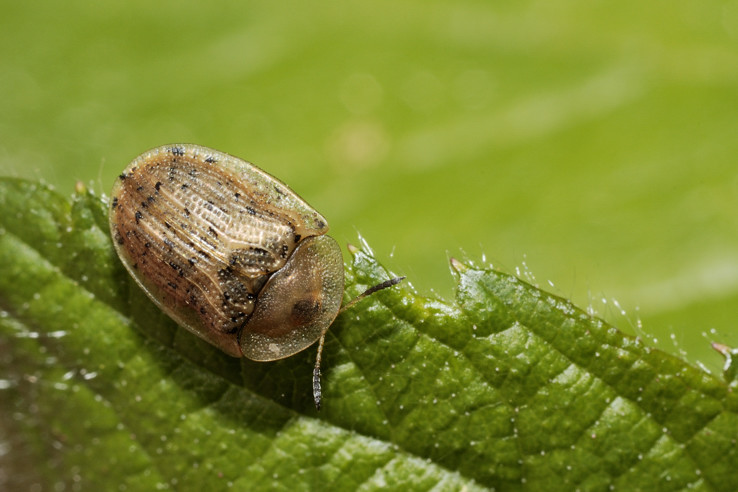 Cassida nebulosa. Confermate ??