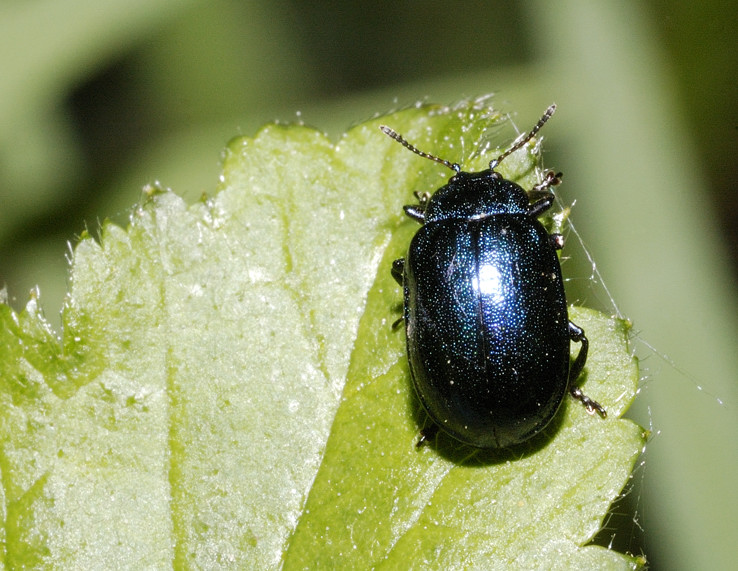 Plagiosterna (= Linaeidea) aenea