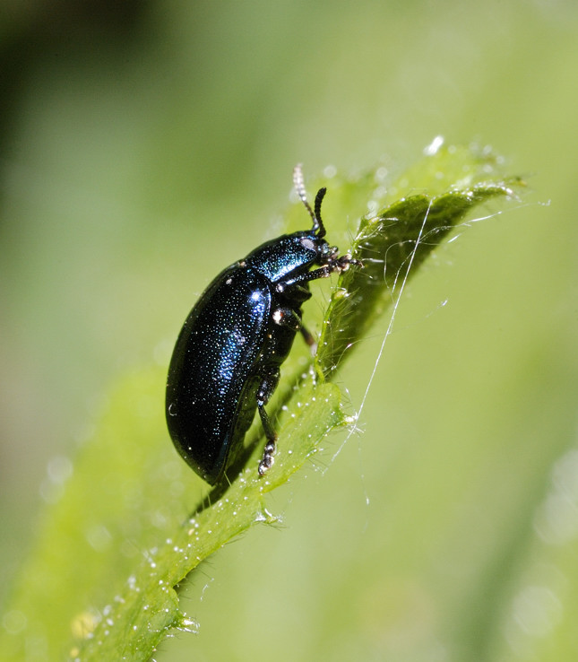 Plagiosterna (= Linaeidea) aenea