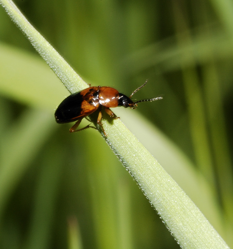 Stenolophus teutonus