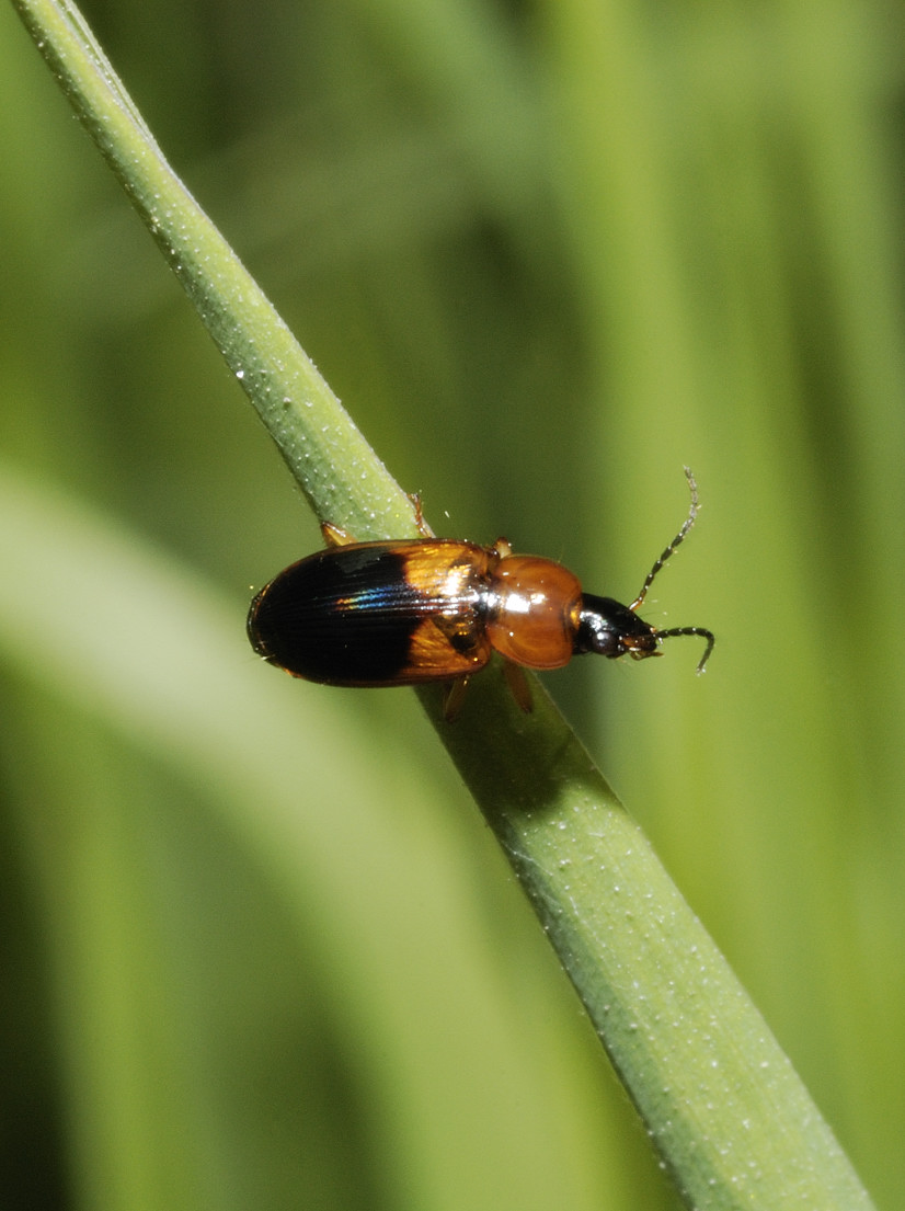 Stenolophus teutonus