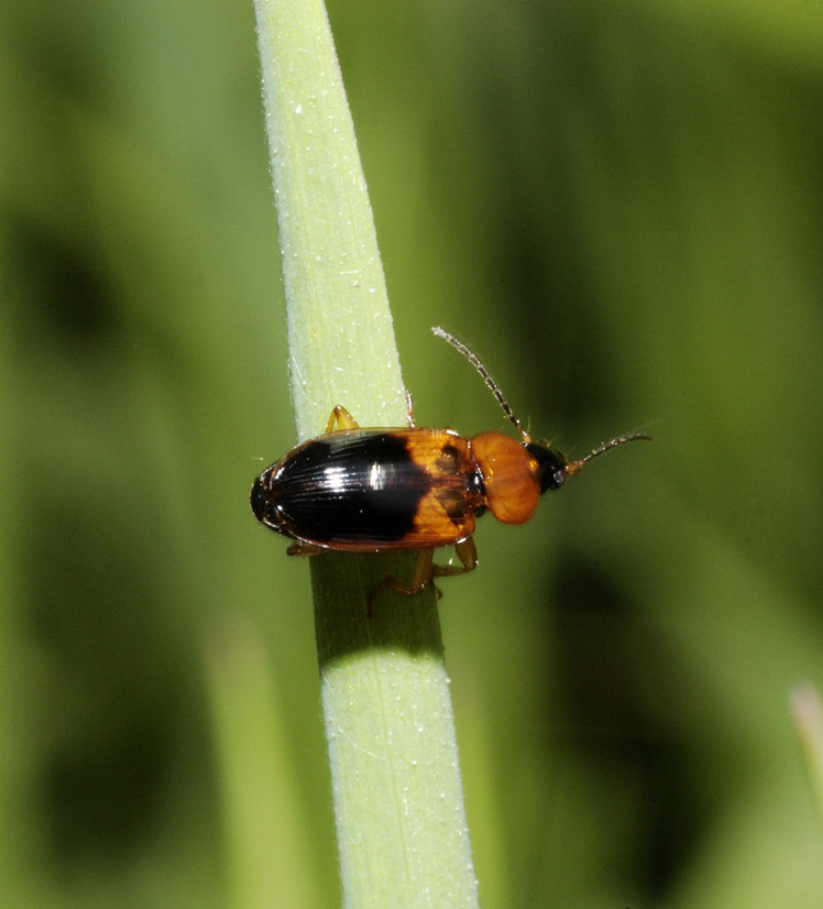 Stenolophus teutonus