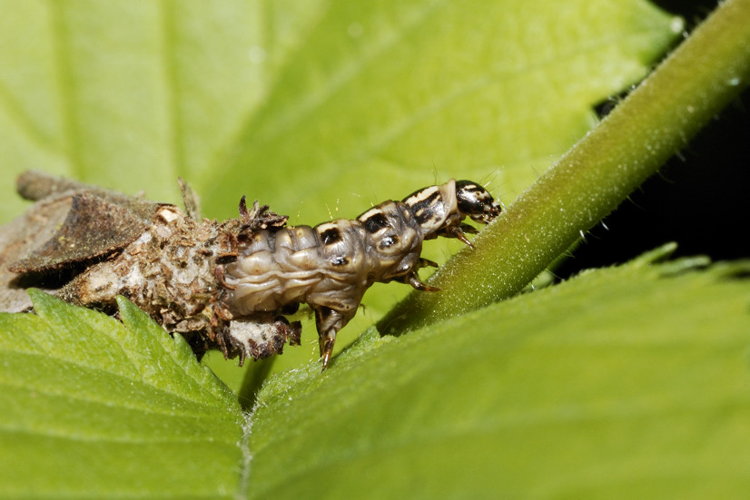 Bruco con casa cerca nome - cf. Canephora hirsuta