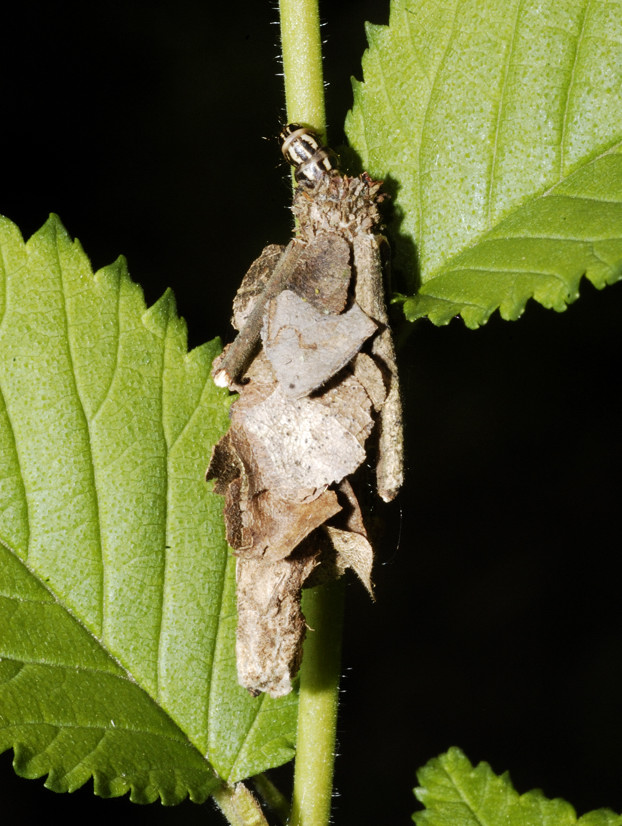 Bruco con casa cerca nome - cf. Canephora hirsuta