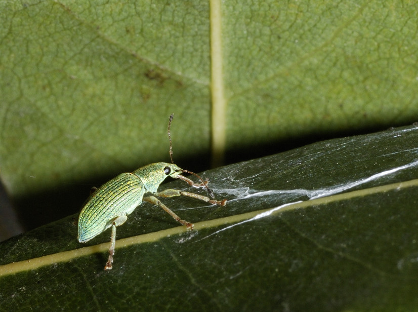 Polydrusus formosus - Curculionidae