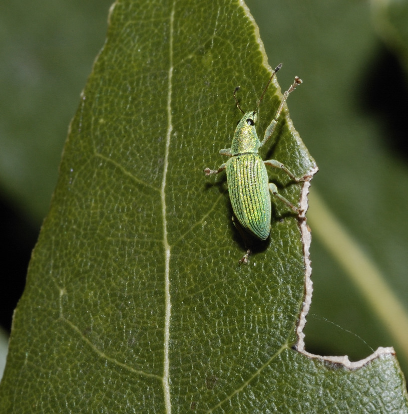 Polydrusus formosus - Curculionidae