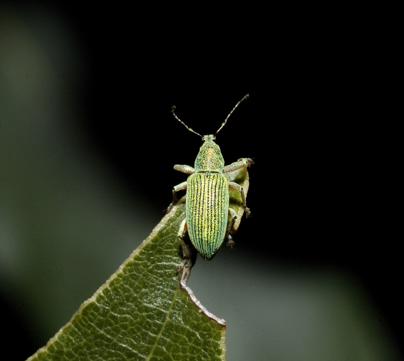 Polydrusus formosus - Curculionidae