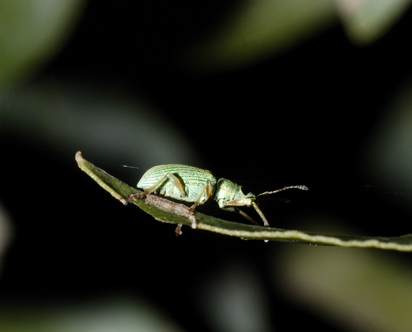 Polydrusus formosus - Curculionidae