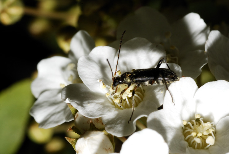 Grammoptera ruficornis