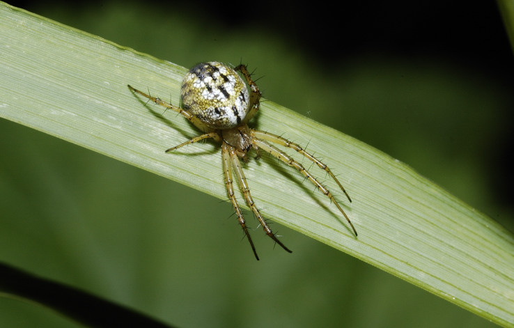 Mangora acalypha