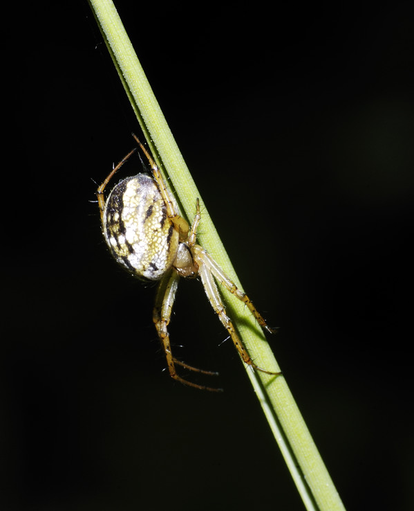 Mangora acalypha