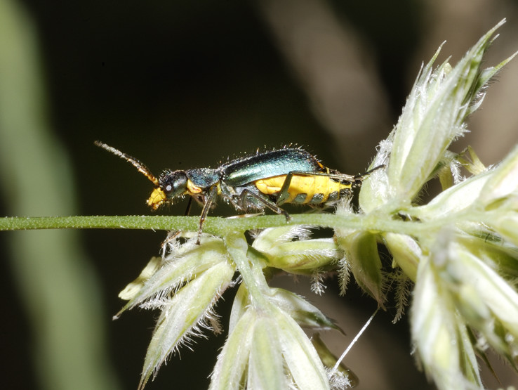 Altro malachiidae - Clanoptilus elegans ??