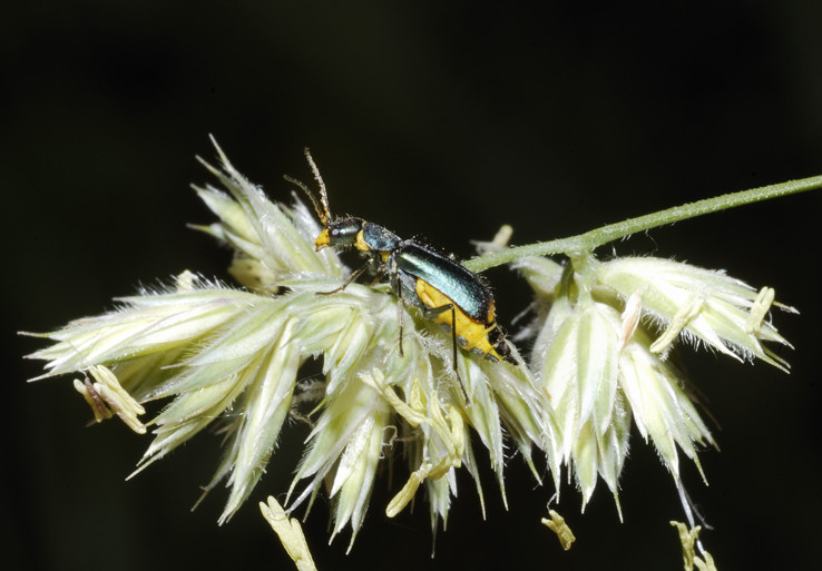 Altro malachiidae - Clanoptilus elegans ??