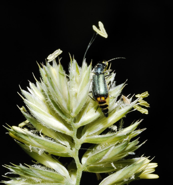 Altro malachiidae - Clanoptilus elegans ??