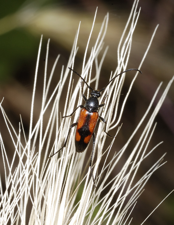 Stenurella bifasciata confermate ? si