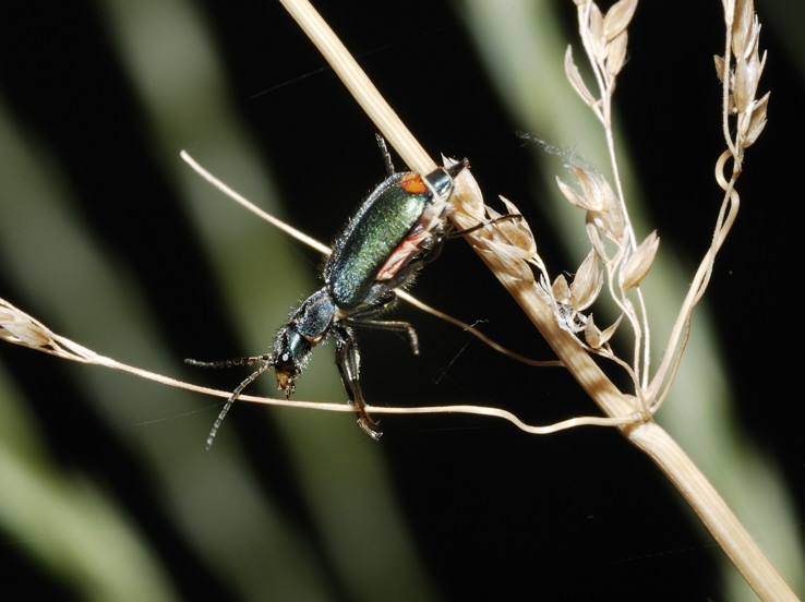 Malachiidae da identificare