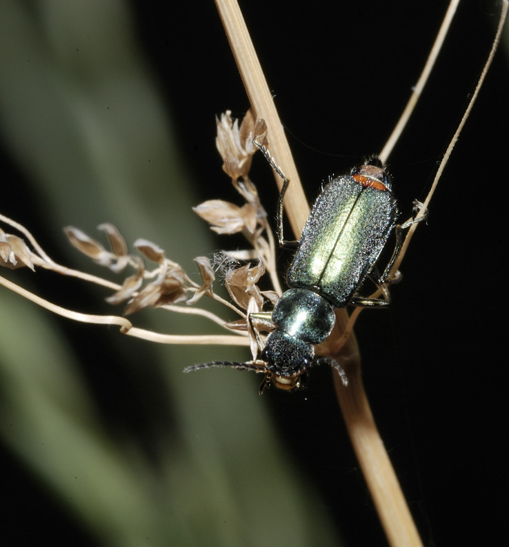 Malachiidae da identificare