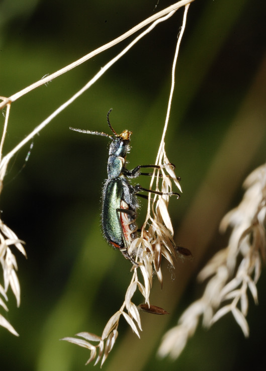 Malachiidae da identificare