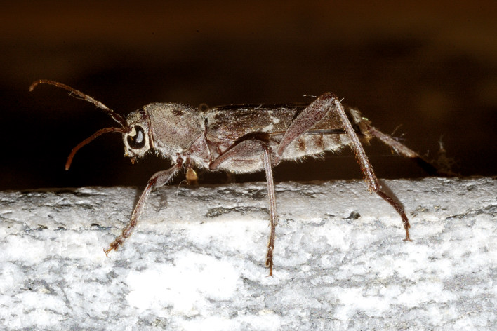 Xylotrechus (s.str.) stebbingi