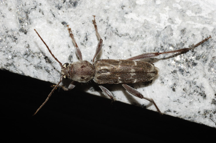 Xylotrechus (s.str.) stebbingi