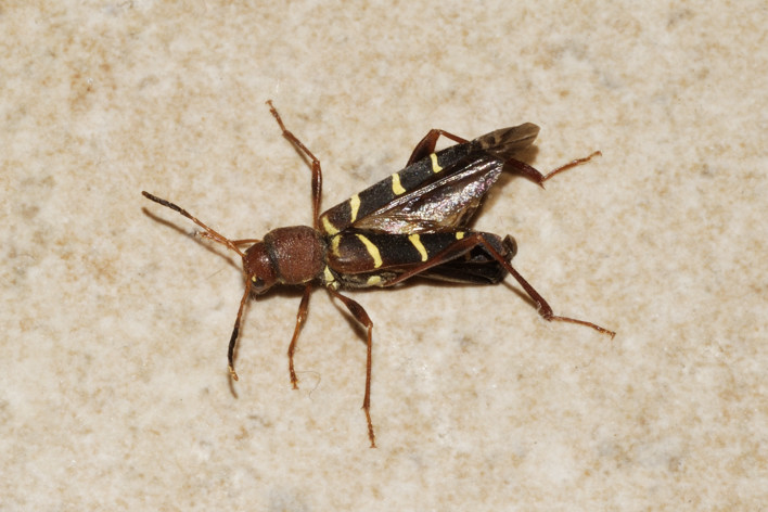 Neoclytus acuminatus