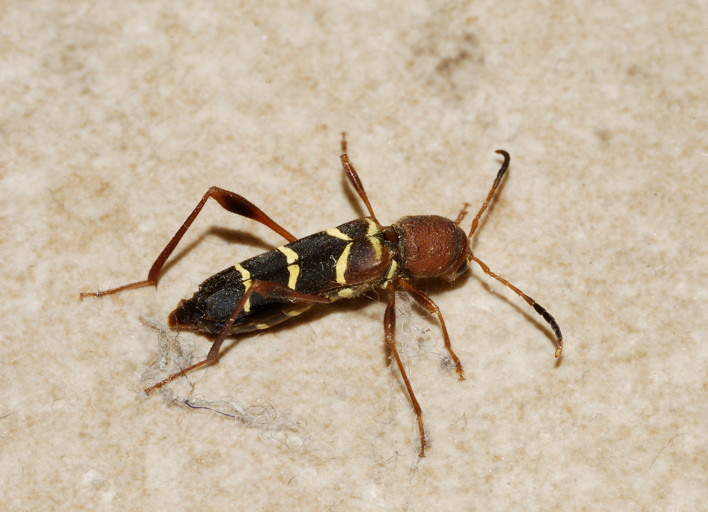 Neoclytus acuminatus