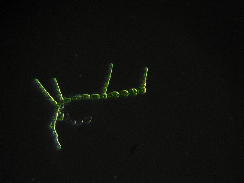 Alga in campo oscuro