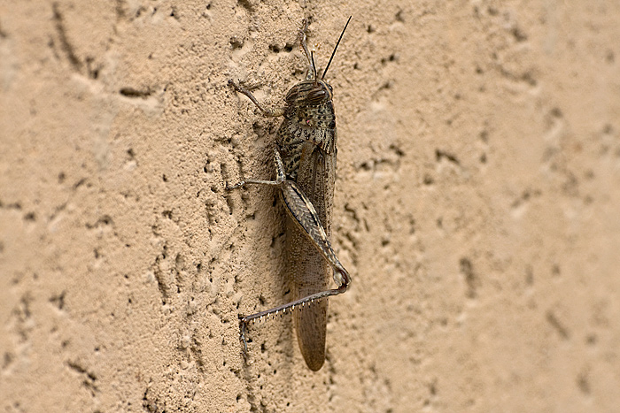 Locusta