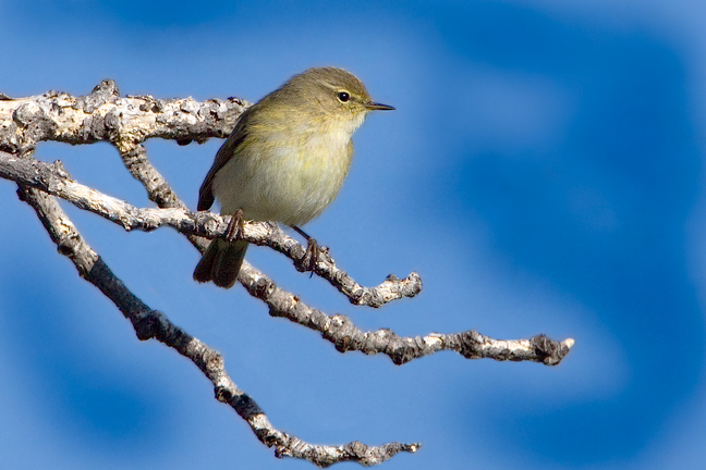 Phylloscopus collybita