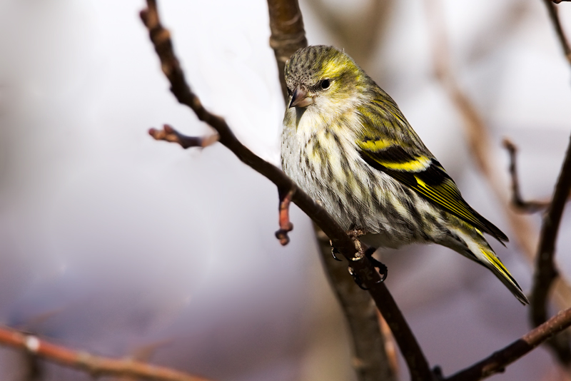 Carduelis spinus (Lucherino) femmina