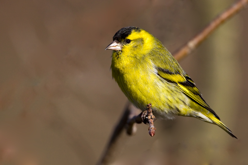 Carduelis spinus