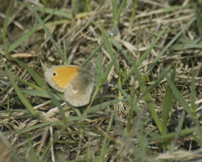 Coenonympha pamphilus
