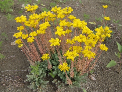 Sedum cfr. rupestre
