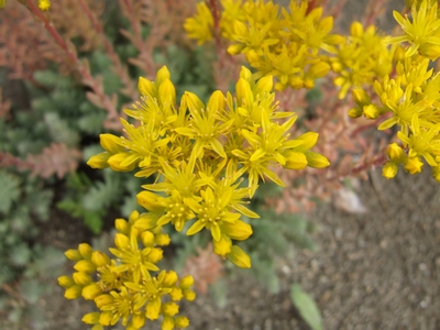 Sedum cfr. rupestre