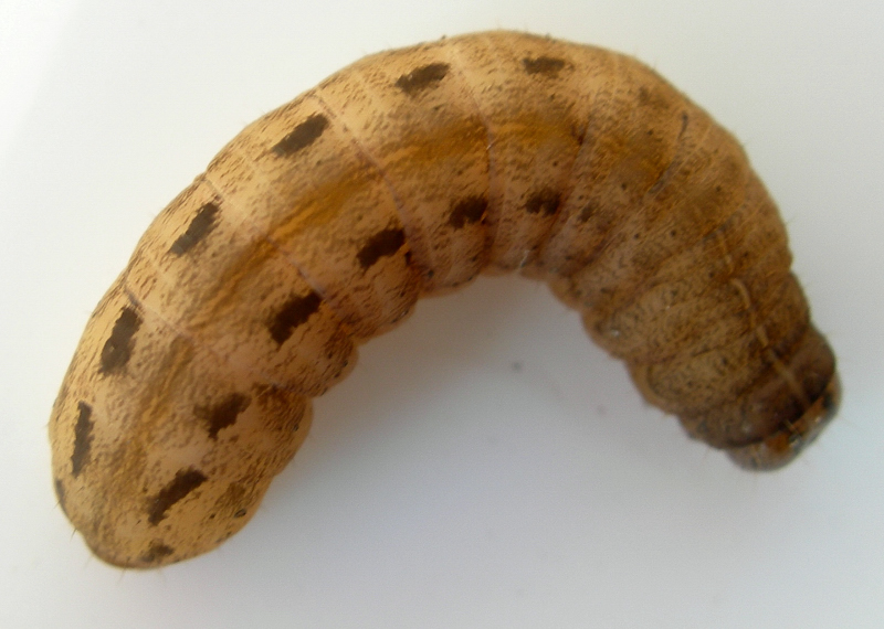 bruco da identificare