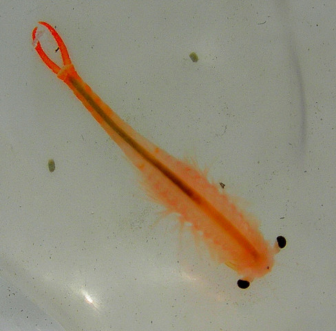 Branchipus schaefferi