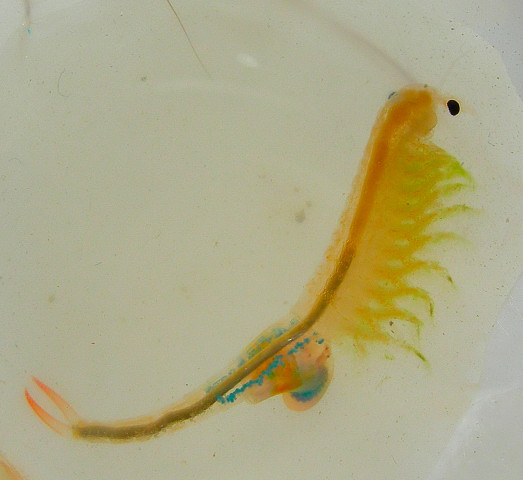 Branchipus schaefferi