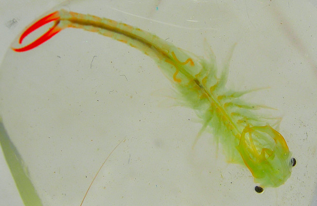 Branchipus schaefferi
