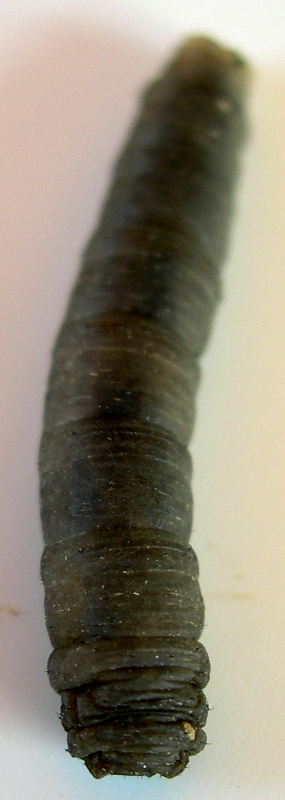larva apode da identificare:Tipulidae