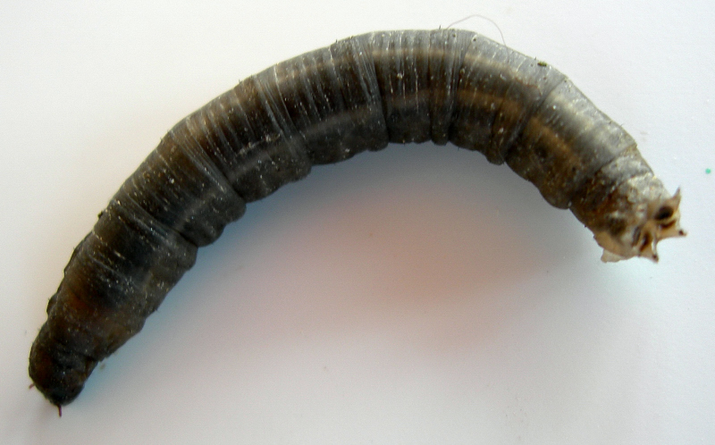 larva apode da identificare:Tipulidae