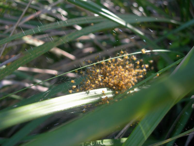 Giovani Araneidae