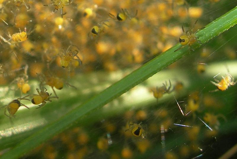 Giovani Araneidae