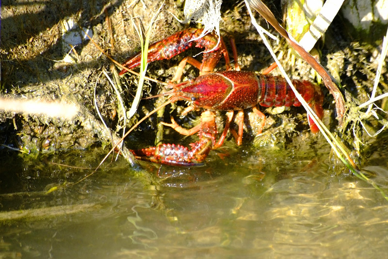 Procambarus clarkii