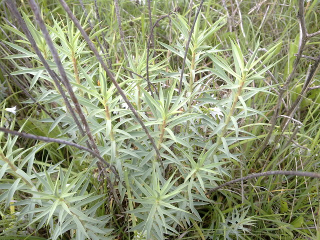 Euphorbia cupanii