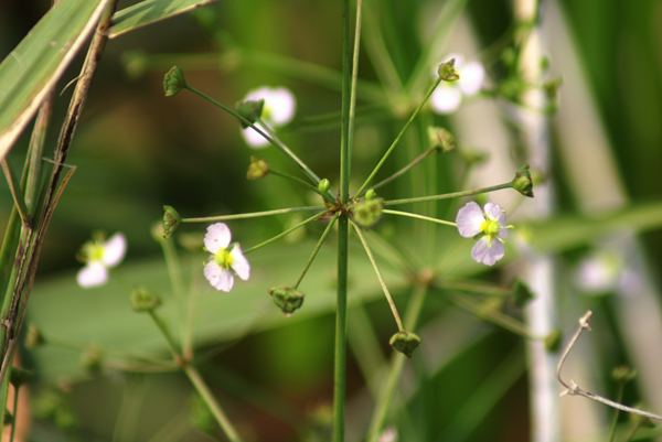 nel fosso di risaia - Alisma plantago-aquatica