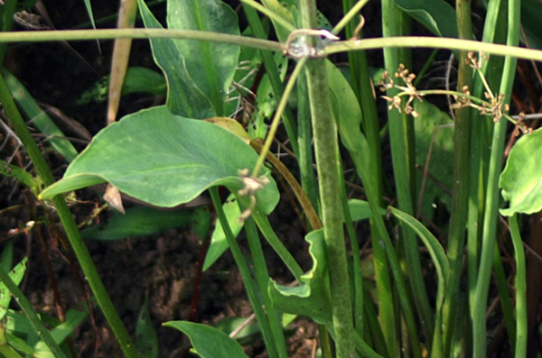 nel fosso di risaia - Alisma plantago-aquatica